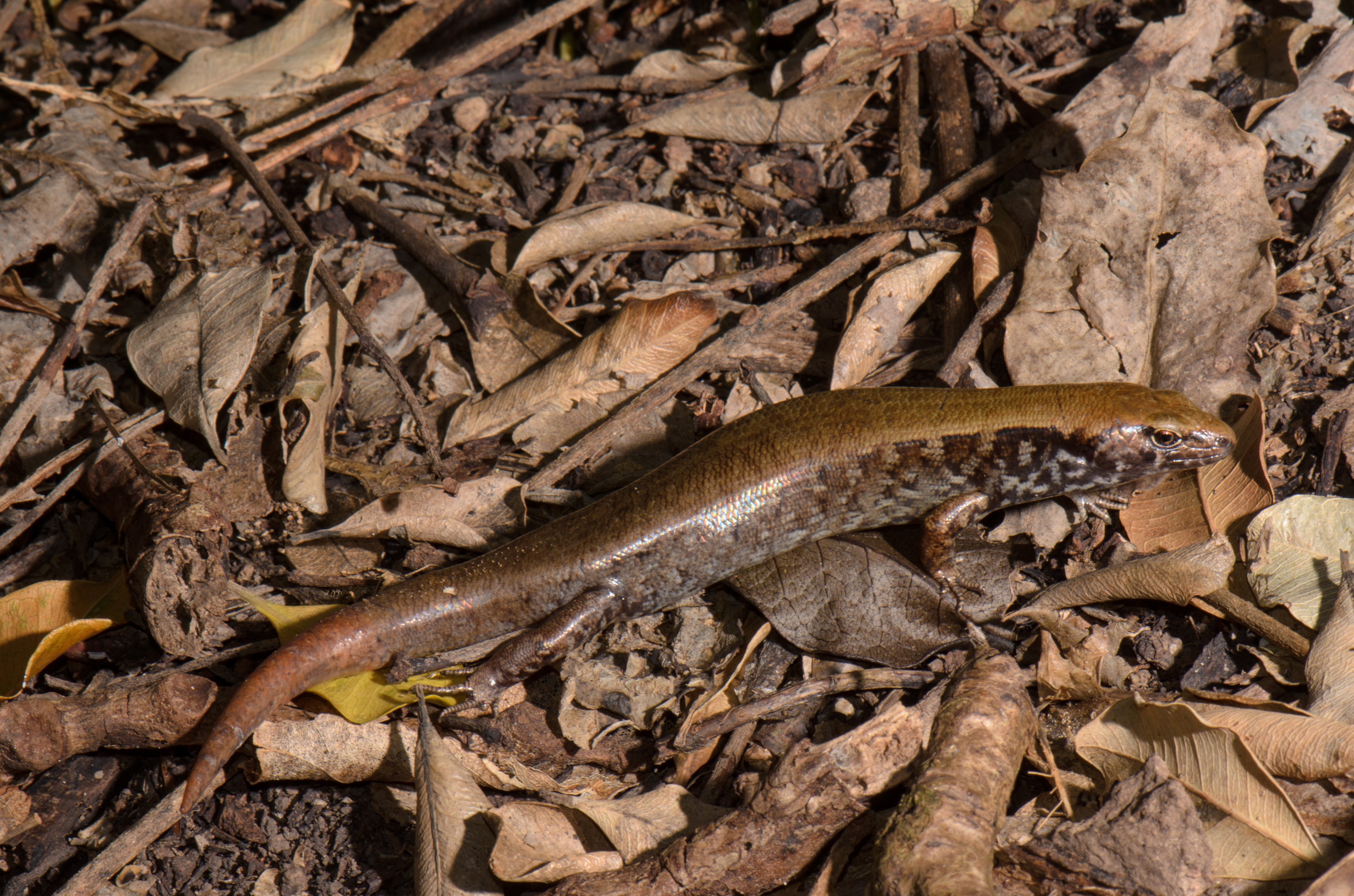 DSC_9917 – Crispin, Oligosoma, doc, knights, marine, new, nz, oliver, oliver's, oliveri, poor, reserve, skink, zealand